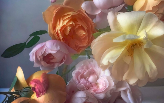 NICK KNIGHT: ROSES นิทรรศการภาพถ่ายดอกกุหลาบที่ดูราวกับเป็นภาพวาดของจิตรกรชั้นครู