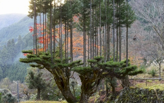 daisugi เทคนิคการปลูกป่าไม้อันน่าทึ่งของญี่ปุ่นเพื่อการปลูกป่าไม้ทดแทนอย่างยั่งยืน